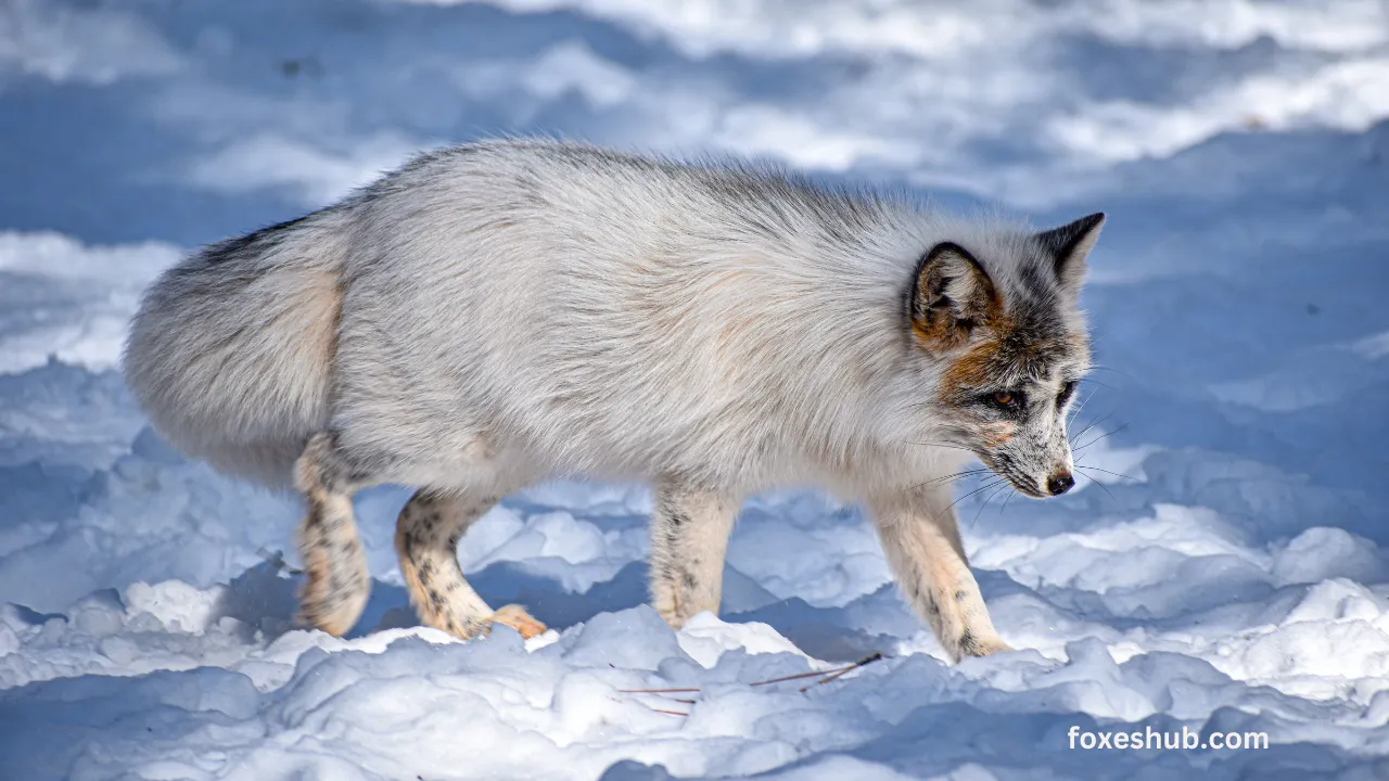 Adapting to Arctic The Ingenious Strategies of Arctic Foxes