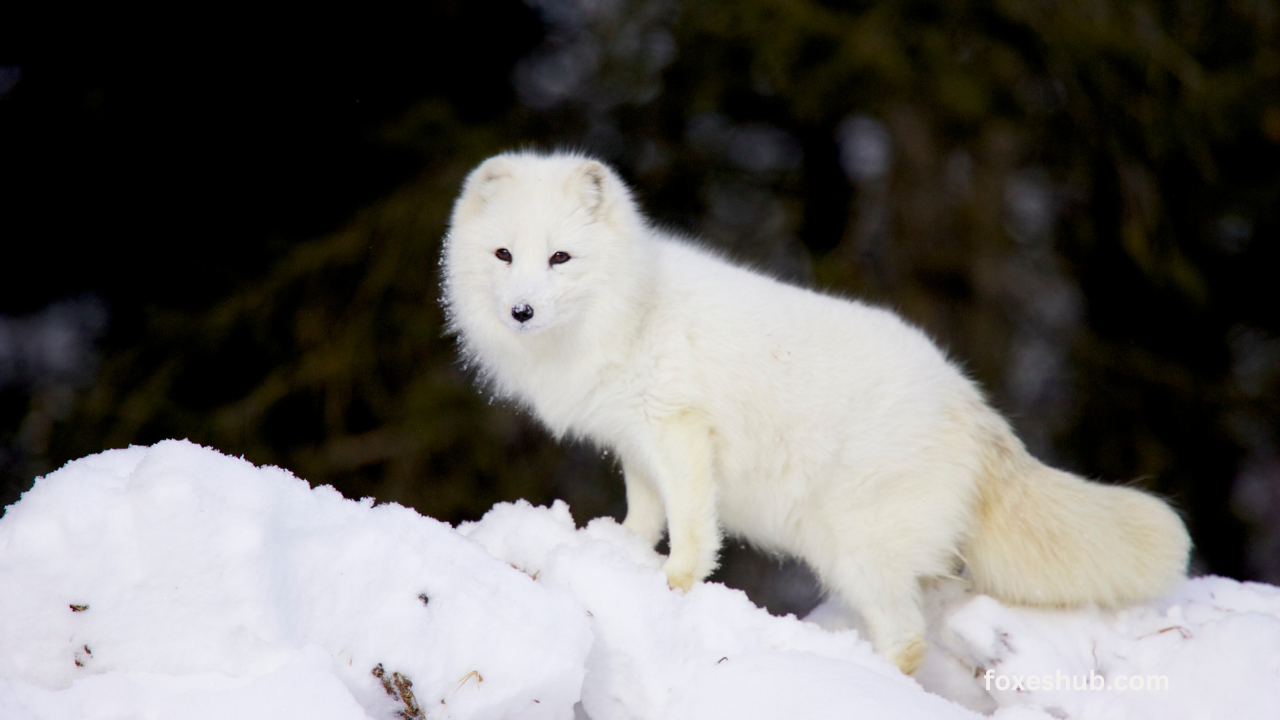 Arctic Fox Migration Adapting to a Changing Arctic Ecosystem