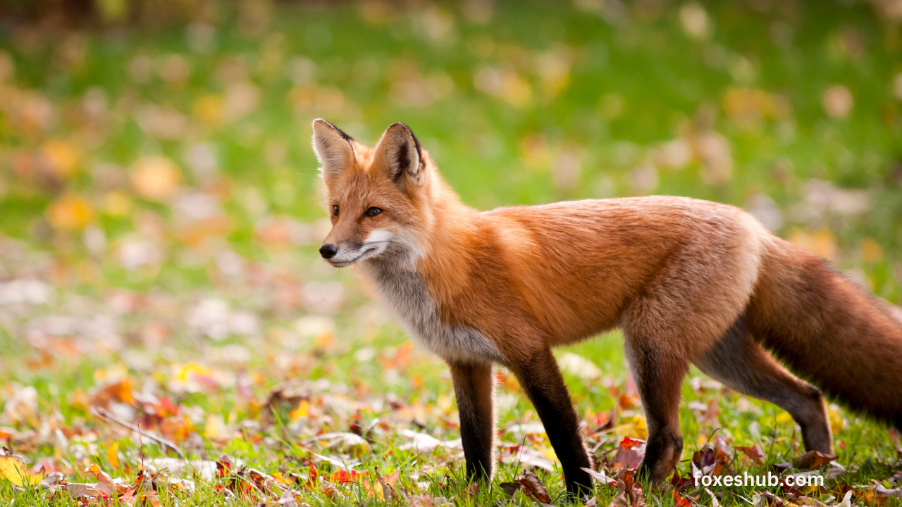 Diet of the Red Fox The Feeding Habits of Wild Foxes