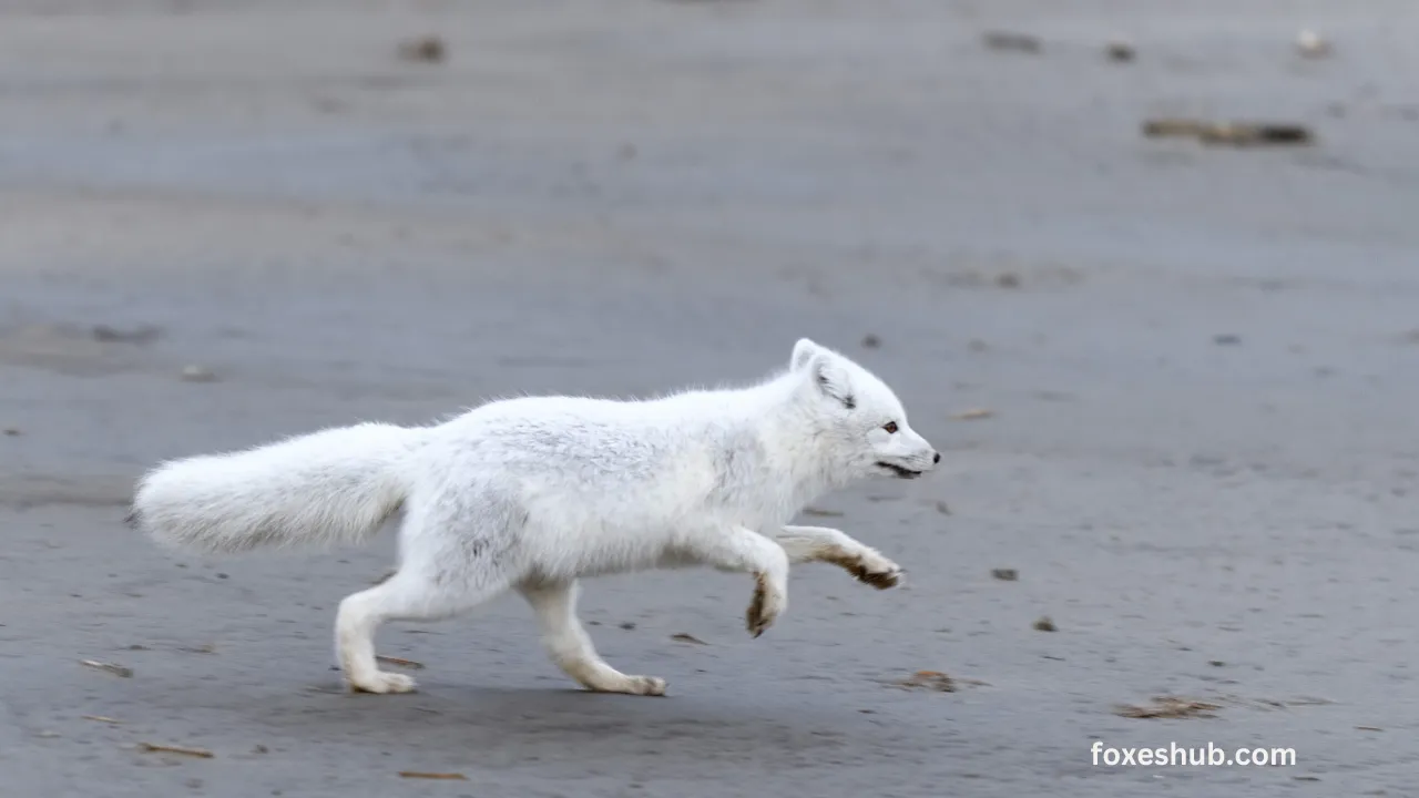 Dietary Flexibility of Arctic Foxes Into Fish Consumption