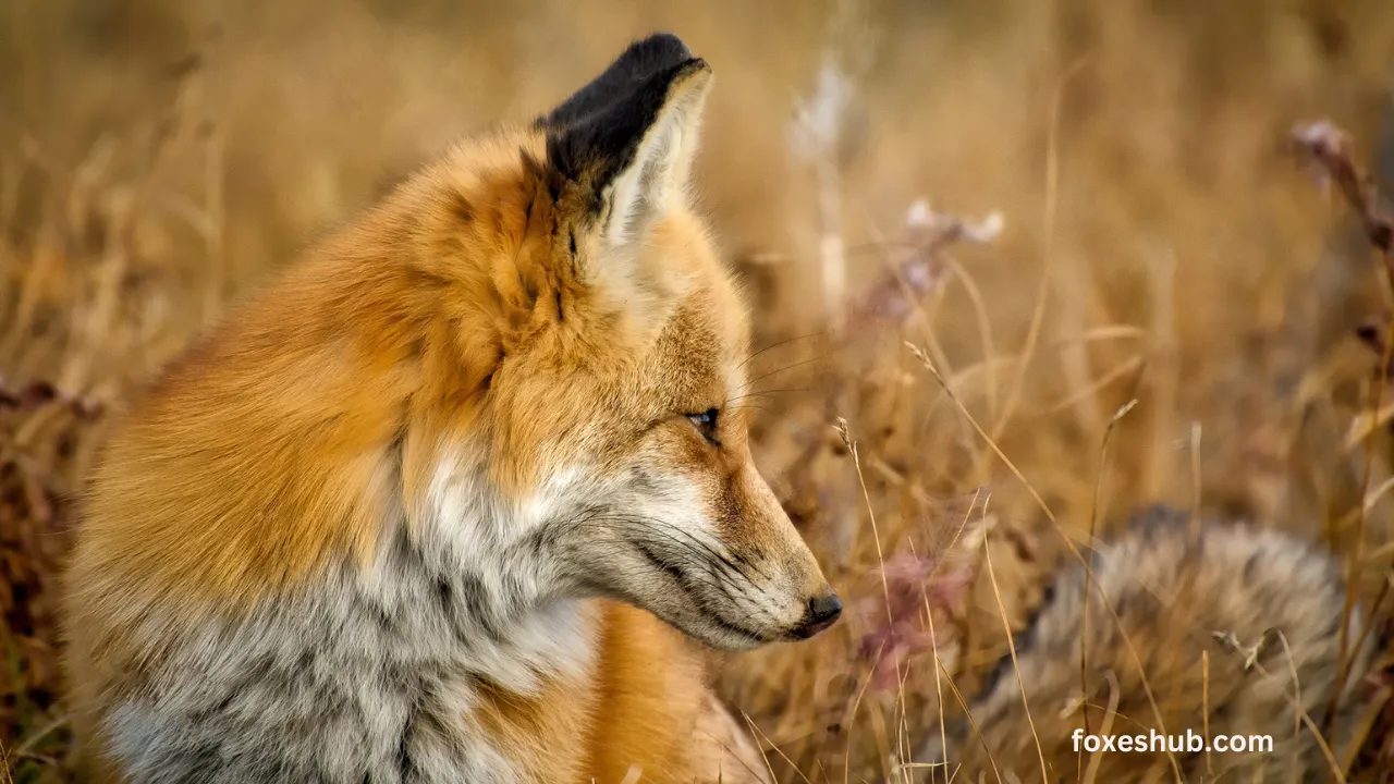 Harmonious Encounters Myth of Fox-Dog Confrontations
