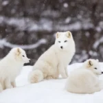 Survival of Arctic Foxes Insight in Hibernation Adaptations 