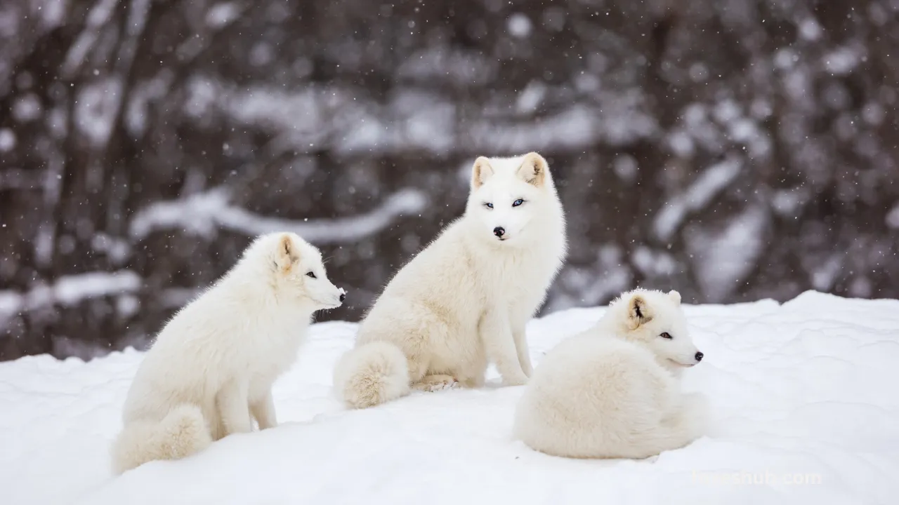 Survival of Arctic Foxes Insight in Hibernation Adaptations 