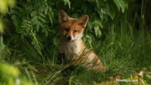 Taming Wild Hearts Ethics and Realities of Keeping Foxes as Pets