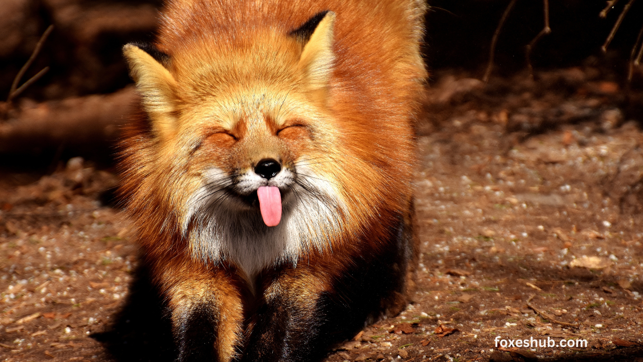 Understanding the Fox's Diet How Much Can a Fox Eat